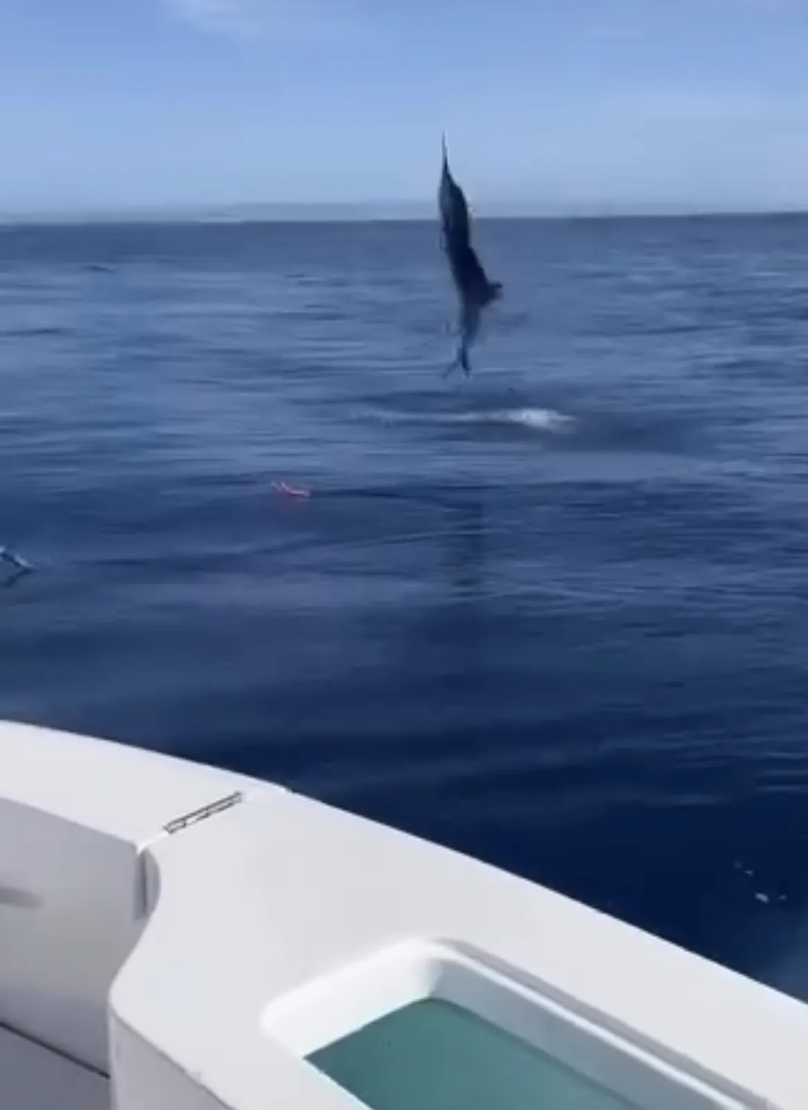 Striped marlin leaping clear of the water beside the boat